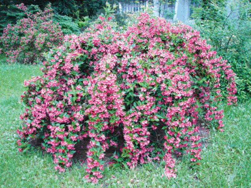 Penampilan Weigela