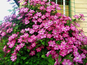 Clematis mempunyai bunga yang cerah dan indah.