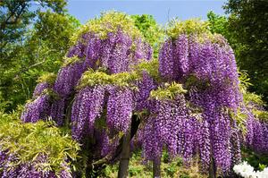 Wisteria semasa berbunga sangat mengagumkan