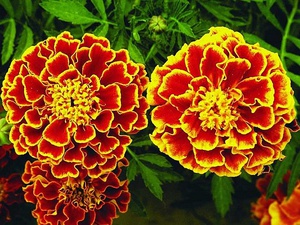 Bunga marigold yang indah