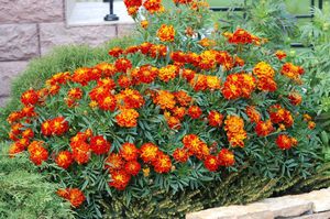 Serangga apa yang boleh membahayakan marigold