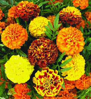 Penjagaan khas untuk marigold