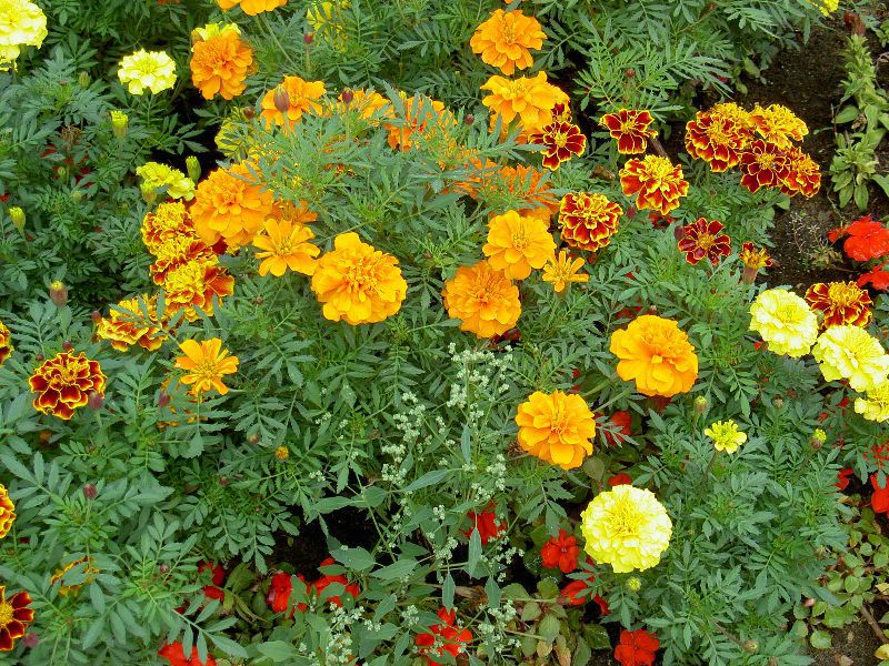 Bunga marigold yang indah