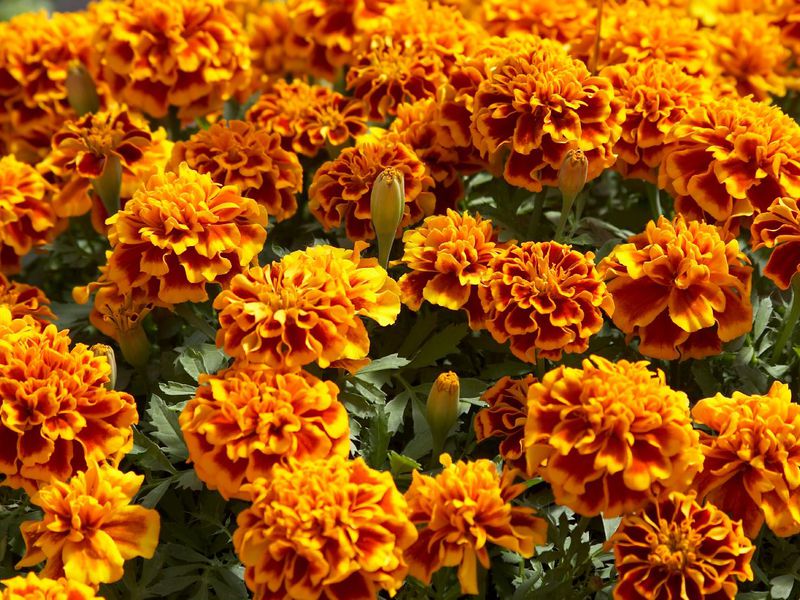 Cara menanam marigold bunga