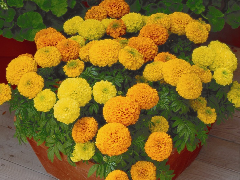 Marigolds kuning