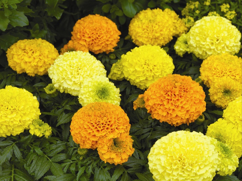 Cara menanam marigold