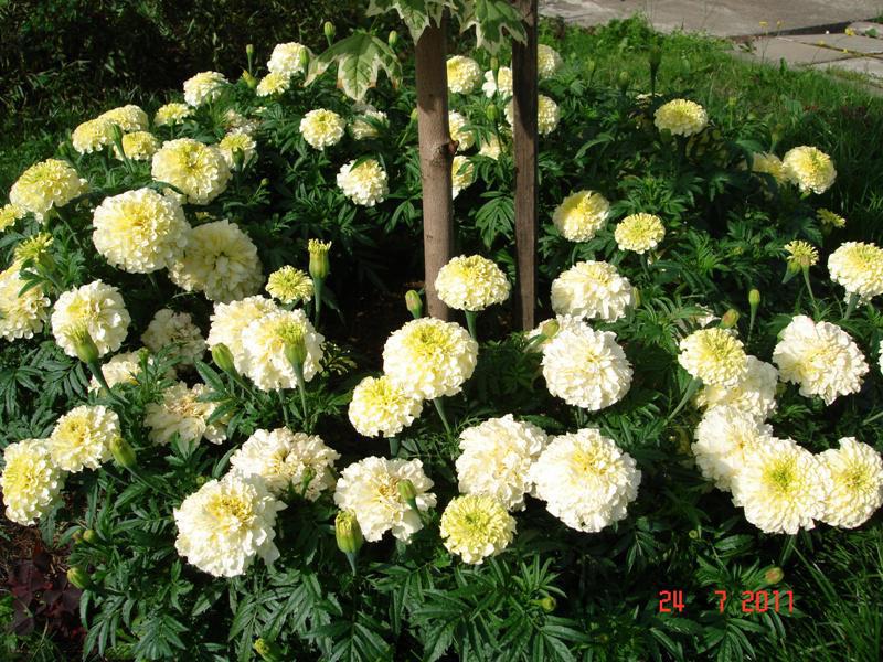 Pelbagai marigold