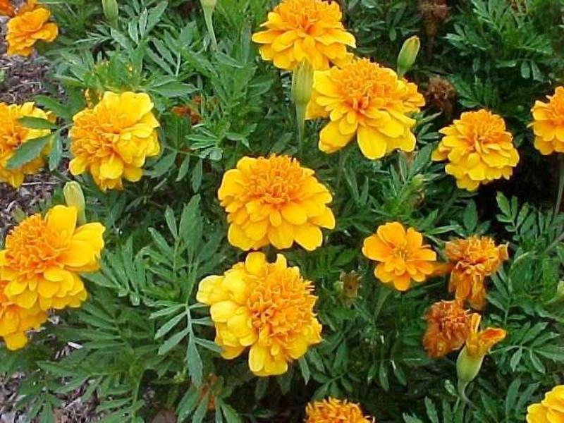 Penerangan mengenai marigold tumbuhan