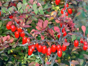 Pembiakan barberry