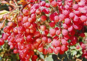 Penerangan mengenai tanaman barberry