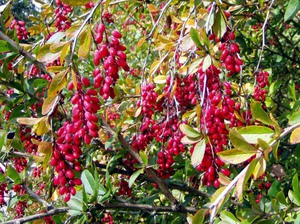 Penjagaan barberry