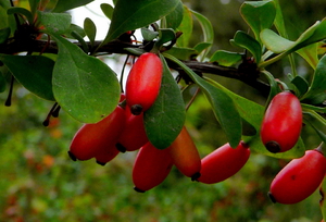 Cara menanam barberry