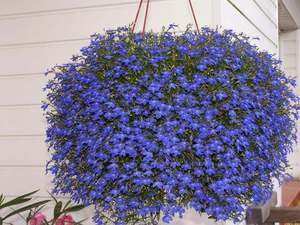 Ampel lobelia