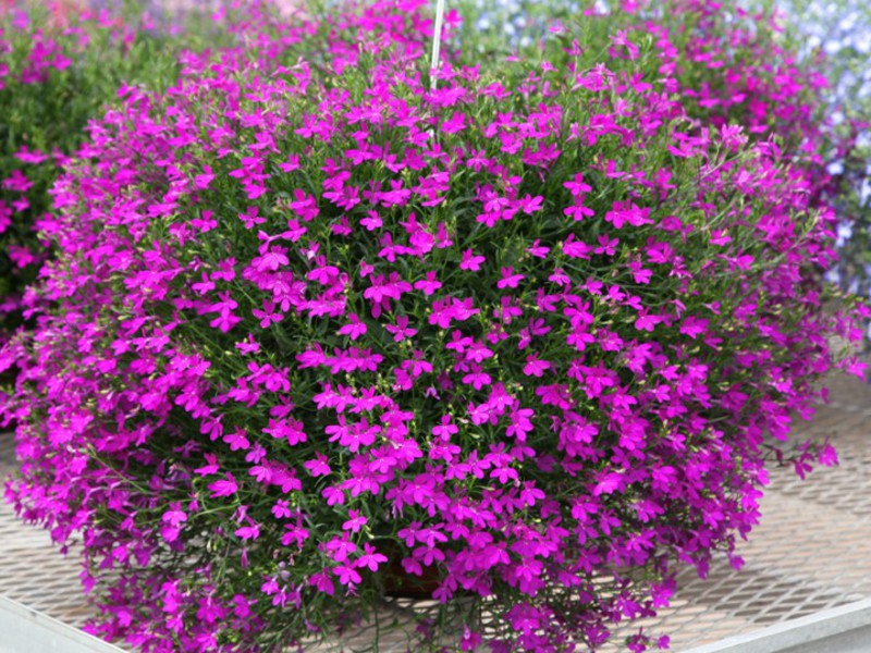 Lobelia semak