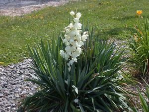 Cara menjaga yucca di rumah