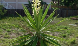 Tumbuhan kebun Yucca