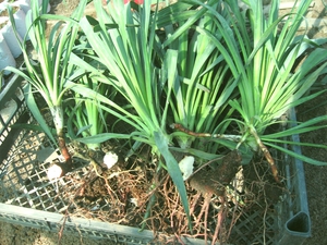 Bagaimana yucca membiak