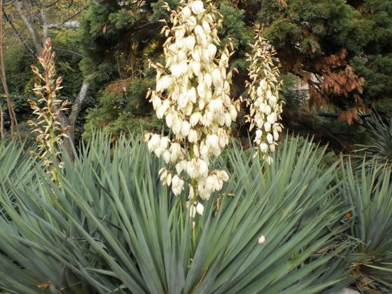 Penjagaan taman yucca