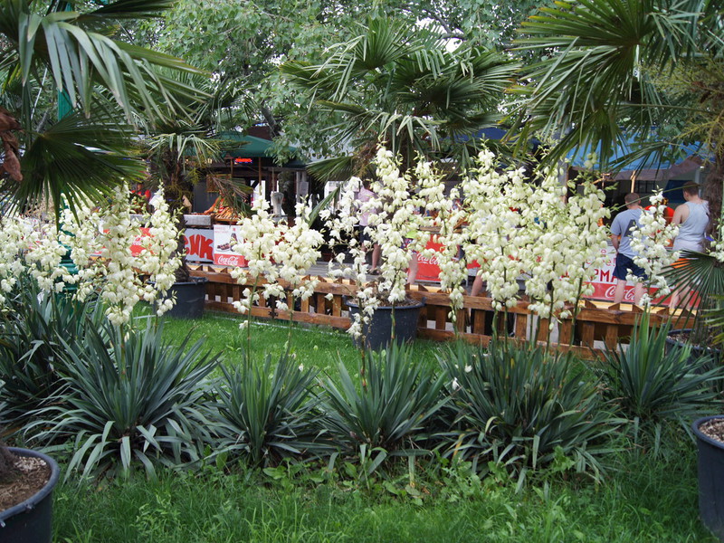 Ciri pembangunan taman Yucca