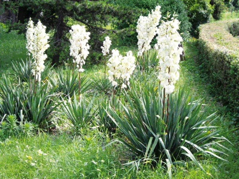 Menanam dan merawat yucca