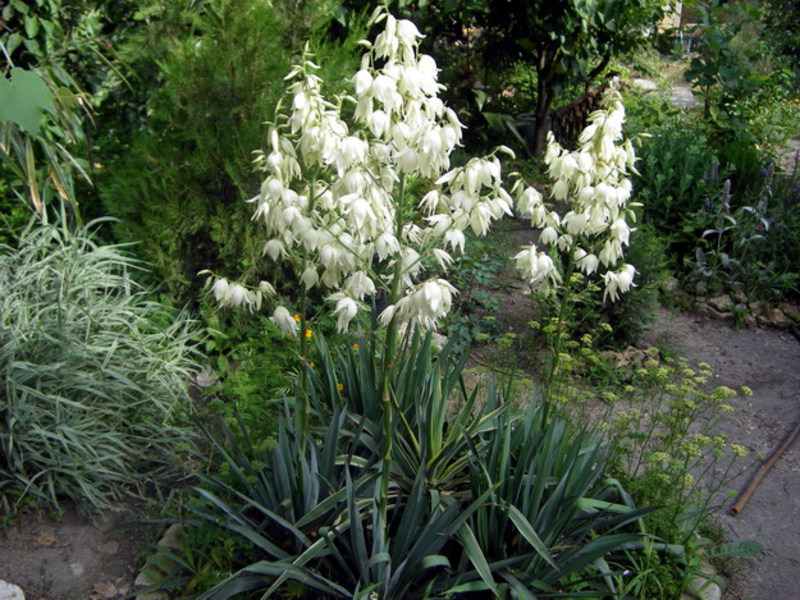 Ciri pembangunan taman Yucca