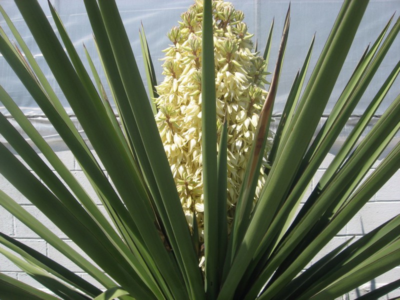 Tempoh berbunga Yucca