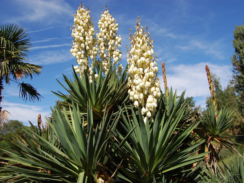 Cara penyiraman yucca dengan betul