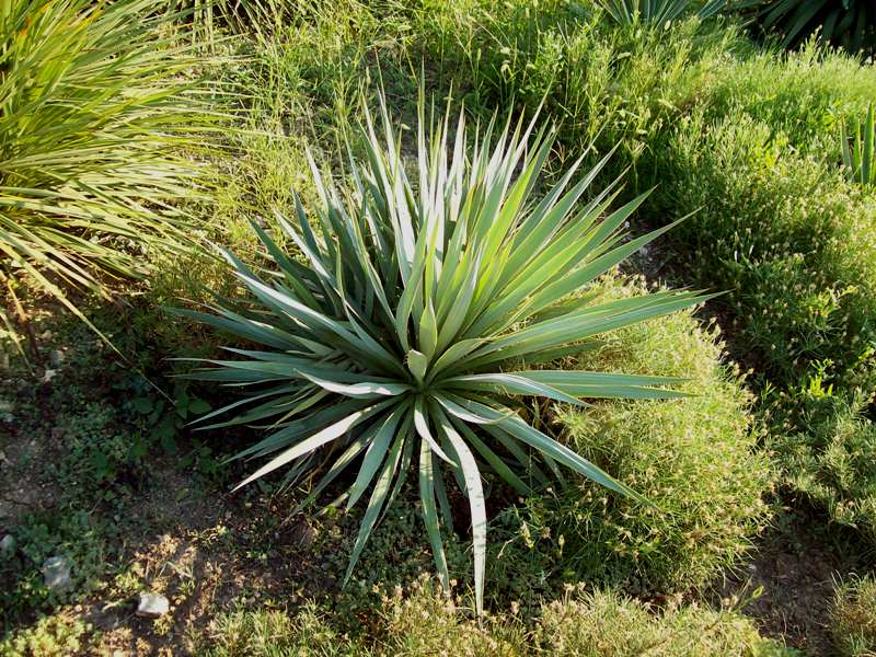 Tumbuhan kebun Yucca