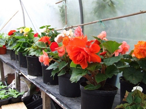 Bunga begonia rumah