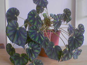 Begonia dalaman