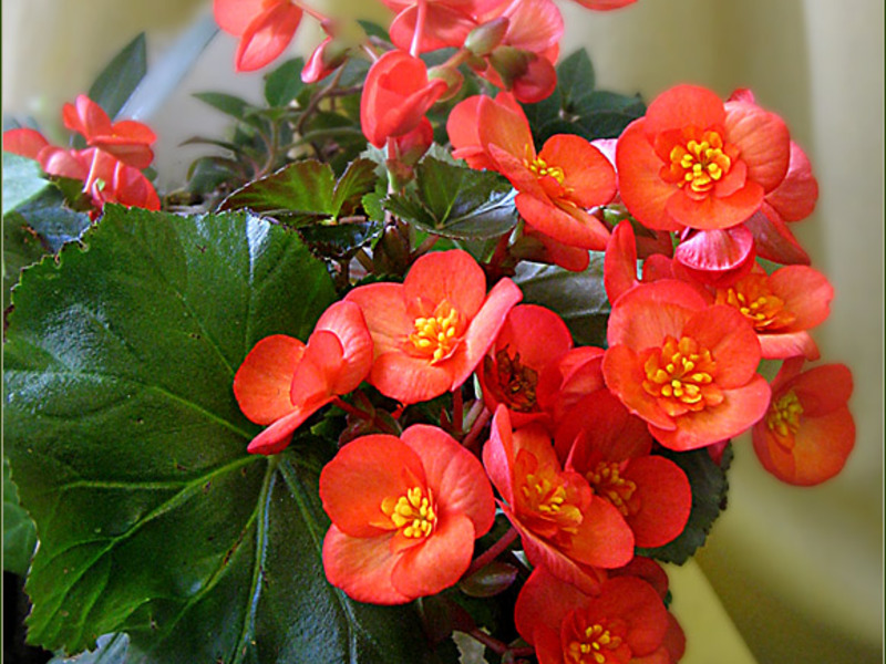 Penjagaan Begonia