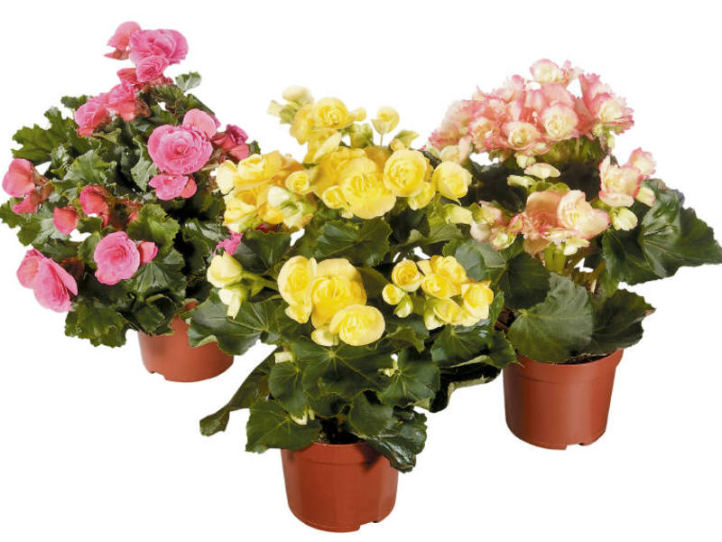 Begonia berbunga