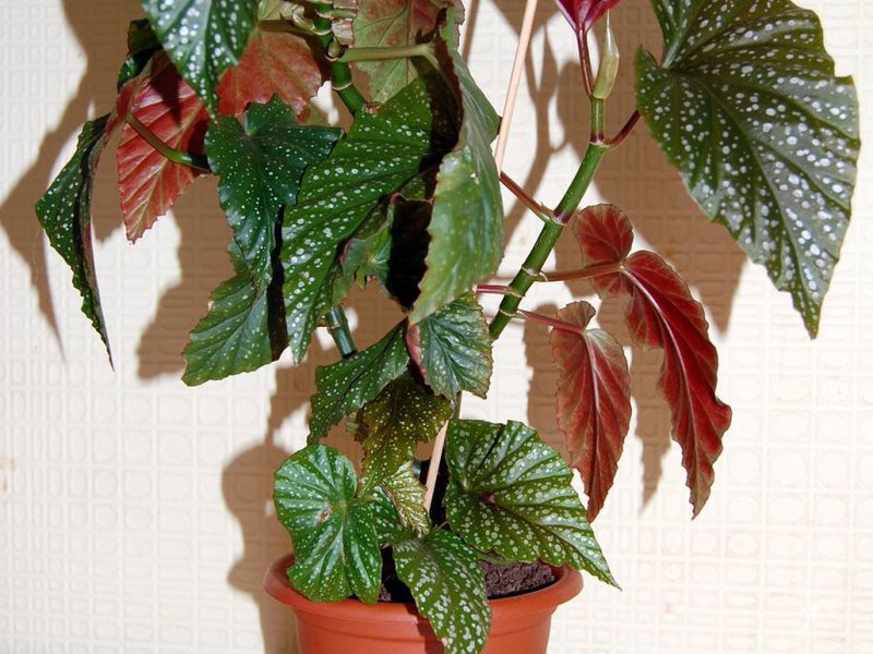 Begonia yang mekar