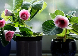 Pembiakan gloxinia dengan keratan