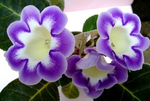 Gloxinia dalam periuk