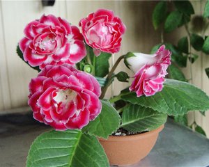 Menanam dan merawat gloxinia