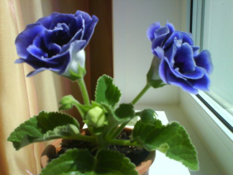 Cara menanam gloxinia