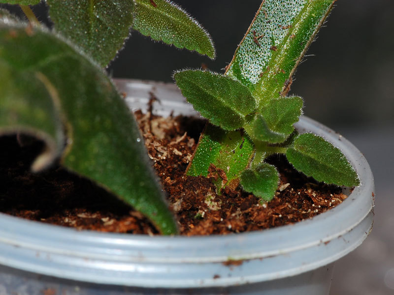 Mekar gloxinia yang indah