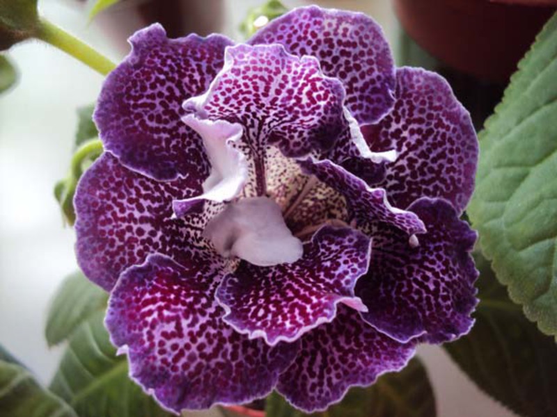 Tempoh berbunga Gloxinia