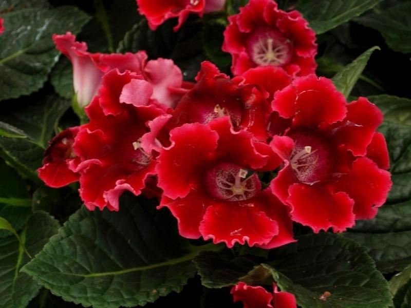 Ciri pembiakan gloxinia