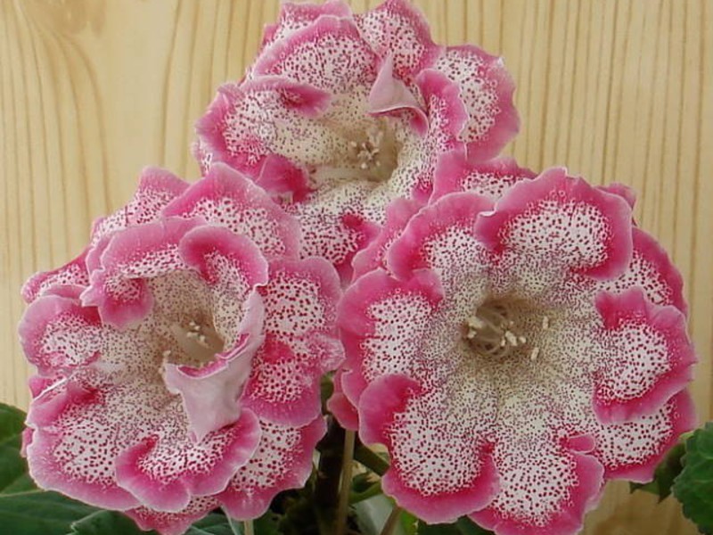 Perosak Gloxinia