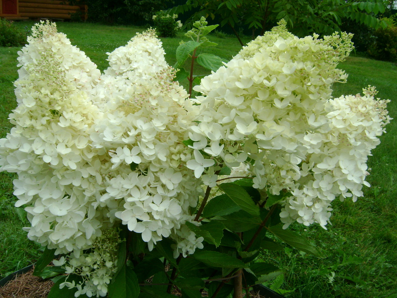 Bunga hydrangea sangat bagus tanpa mengira ragamnya.