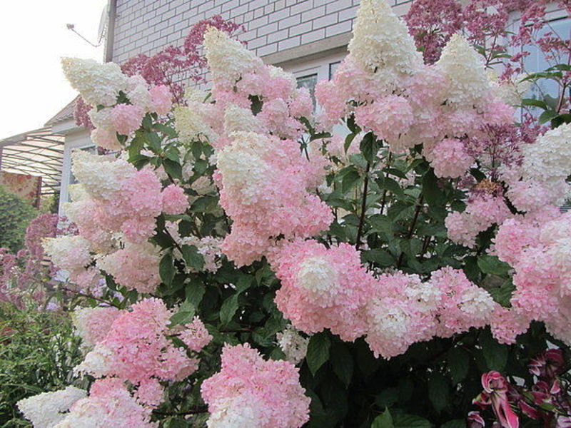 Hydrangea Vanilla Fries - ciri pelbagai.