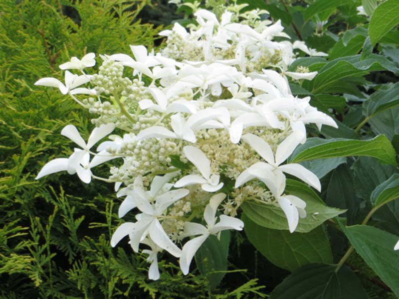 Hydrangea Great Star adalah bunga putih yang sangat menarik.