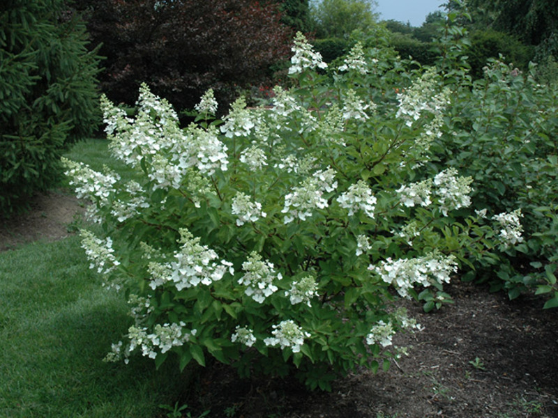 Hydrangea Unique adalah kecantikan yang canggih dan halus.