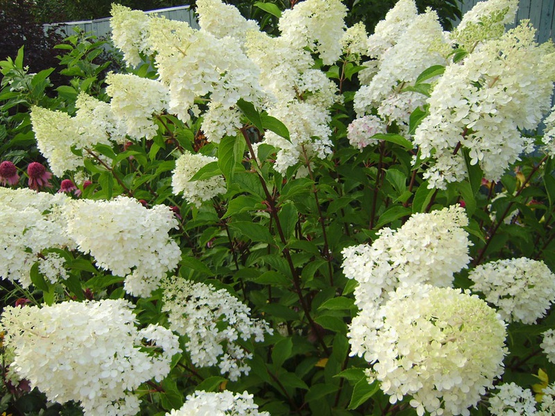 Hydrangea Phantom - semua keindahan bunga hydrangea terkandung dalam pelbagai ini.