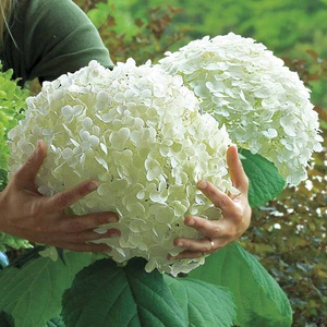 Hydrangea Incredible - bola bunga besar!