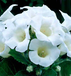 Gloxinia yang cantik