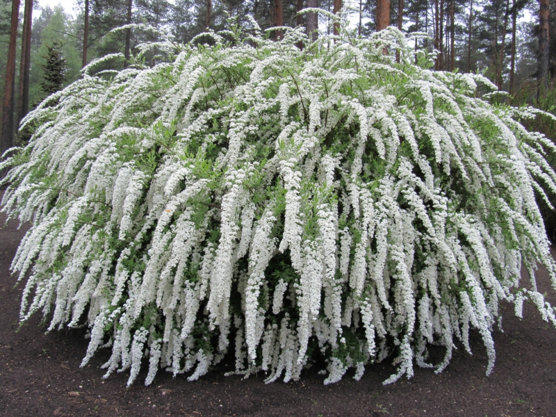 Spirea Grefsheim - ciri berbunga