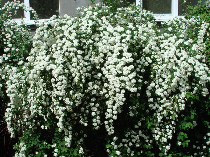 Spirea Wangutta adalah jenis pokok hiasan yang lain